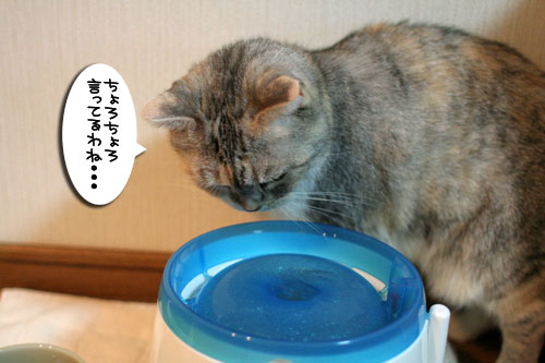一番に飲んだのは誰?_d0355333_16591883.jpg