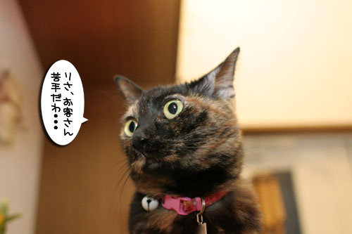 今日はお客さま_d0355333_16592675.jpg