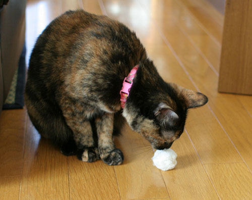 猫が仕事しない訳_d0355333_16593331.jpg