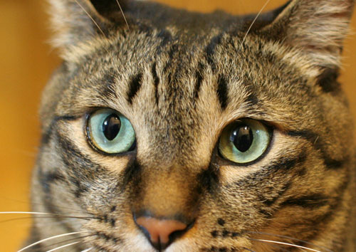 猫が仕事しない訳_d0355333_16593336.jpg