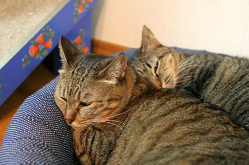 猫が仕事しない訳_d0355333_16593447.jpg