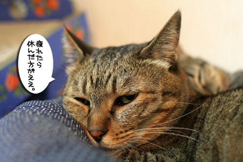 猫が仕事しない訳_d0355333_16593486.jpg