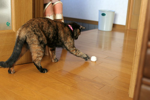 猫が仕事しない訳_d0355333_16593488.jpg