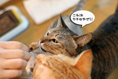 おやじはやっぱりセクハラ気味_d0355333_17004000.jpg