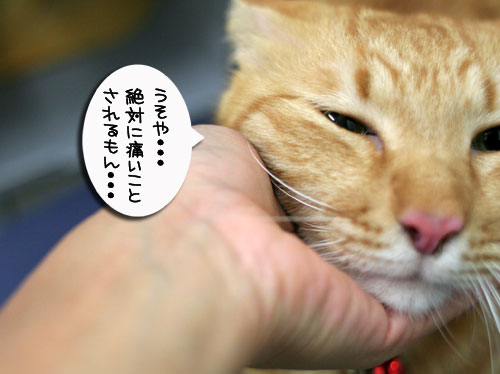 茶とら&白コンビ病院へ行く★動画つき_d0355333_17004478.jpg