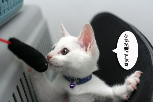 茶とら&白コンビ病院へ行く★動画つき_d0355333_17004574.jpg