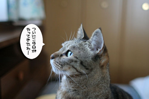 いよいよ本日発売・・・_d0355333_17004948.jpg