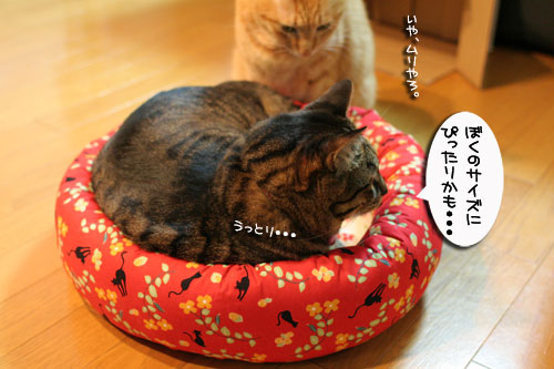 New猫ベッドにぎゅうぎゅう_d0355333_17005605.jpg