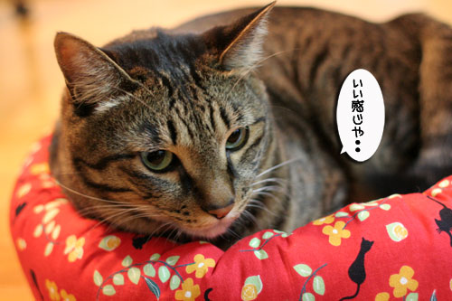 New猫ベッドにぎゅうぎゅう_d0355333_17005615.jpg