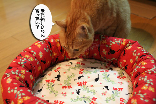 New猫ベッドにぎゅうぎゅう_d0355333_17005643.jpg