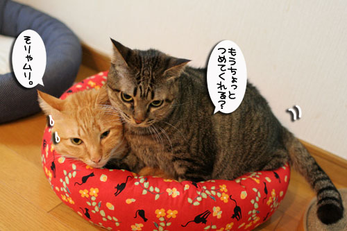 New猫ベッドにぎゅうぎゅう_d0355333_17005791.jpg