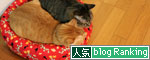 New猫ベッドにぎゅうぎゅう_d0355333_17005888.jpg