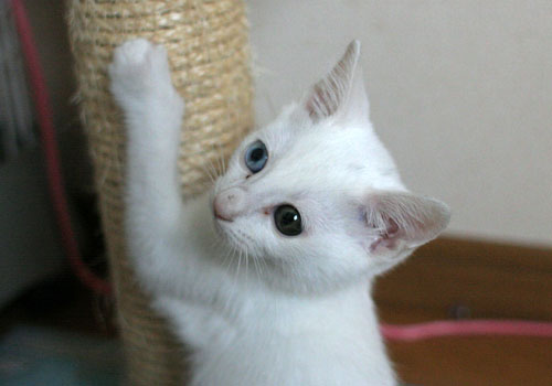 野良猫親子に思いを馳せて・・・_d0355333_17010655.jpg