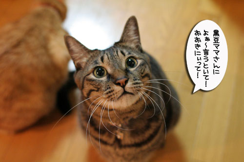 ちっちゃな猫ベッド_d0355333_17011164.jpg