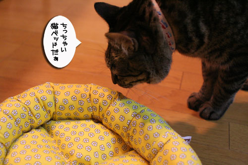ちっちゃな猫ベッド_d0355333_17011171.jpg