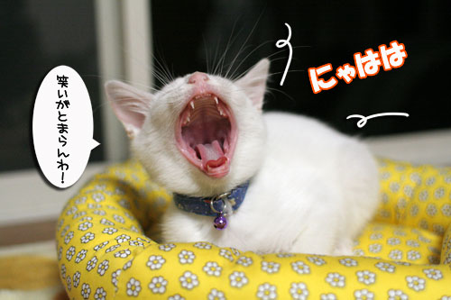 ちっちゃな猫ベッド_d0355333_17011242.jpg