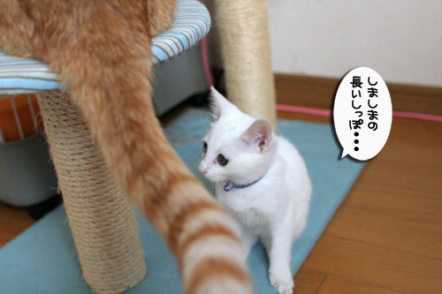 仲良く爪とぎ_d0355333_17011245.jpg