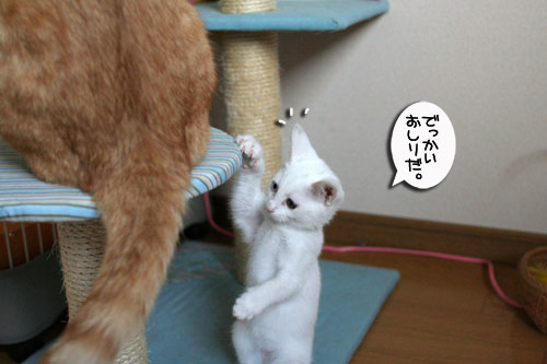 仲良く爪とぎ_d0355333_17011389.jpg