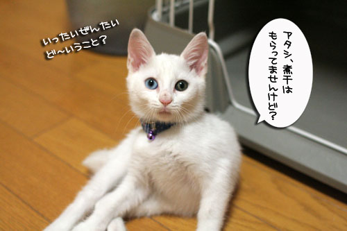 今夜は煮干パーティ★動画つき_d0355333_17011985.jpg