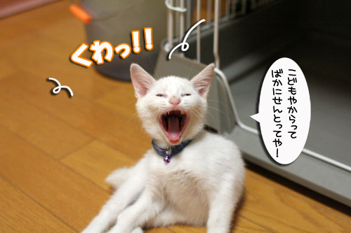 今夜は煮干パーティ★動画つき_d0355333_17011991.jpg