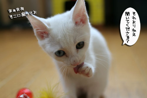 子猫の主張!_d0355333_17012940.jpg