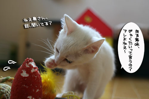 子猫の主張!_d0355333_17013032.jpg