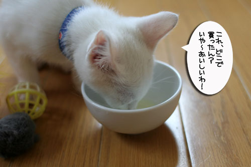 子猫の主張!_d0355333_17013037.jpg