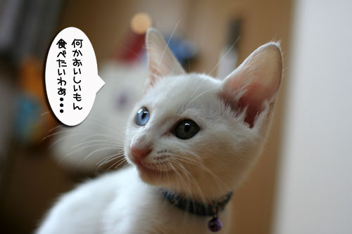子猫の主張!_d0355333_17013042.jpg