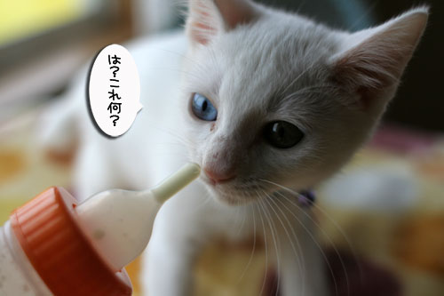 子猫の主張!_d0355333_17013062.jpg