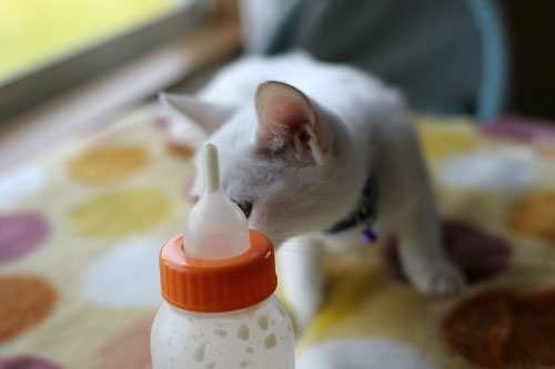 子猫の主張!_d0355333_17013069.jpg