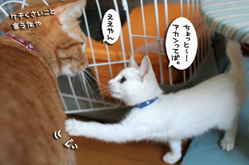 そこは子猫の場所_d0355333_17013336.jpg