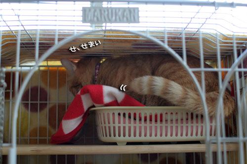 そこは子猫の場所_d0355333_17013426.jpg