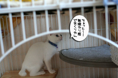 そこは子猫の場所_d0355333_17013428.jpg