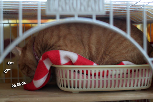 そこは子猫の場所_d0355333_17013445.jpg