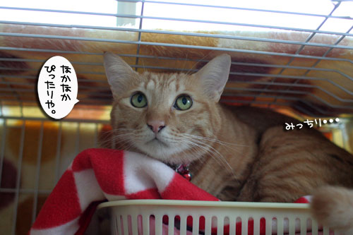 そこは子猫の場所_d0355333_17013456.jpg