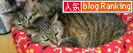 ココアちゃん最新画像_d0355333_17013762.jpg