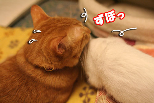 必殺!こねこキック!_d0355333_17013943.jpg
