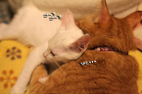 必殺!こねこキック!_d0355333_17013963.jpg