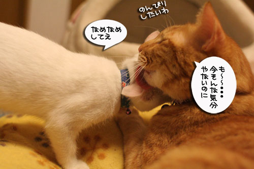 必殺!こねこキック!_d0355333_17013971.jpg
