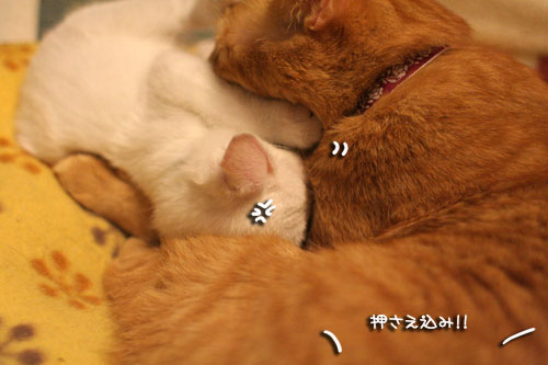 必殺!こねこキック!_d0355333_17013980.jpg