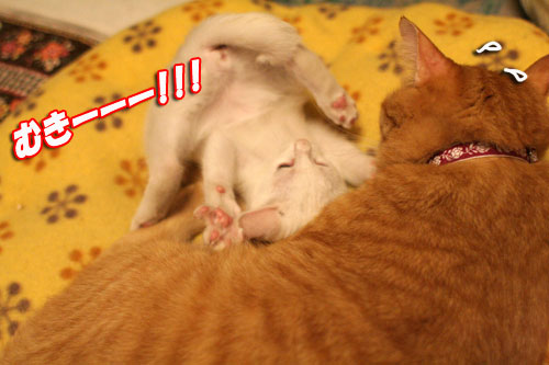 必殺!こねこキック!_d0355333_17014069.jpg