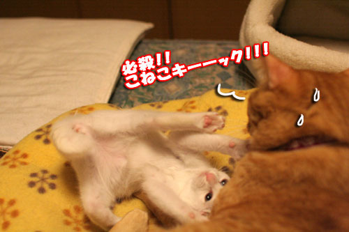 必殺!こねこキック!_d0355333_17014074.jpg