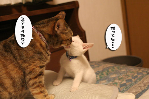 必殺!こねこキック!_d0355333_17014099.jpg