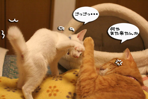 ちゃとらんパンチ炸裂!_d0355333_17014116.jpg