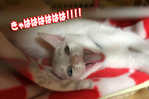 こねこが化け猫に!_d0355333_17014172.jpg