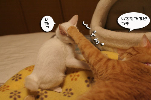 ちゃとらんパンチ炸裂!_d0355333_17014200.jpg