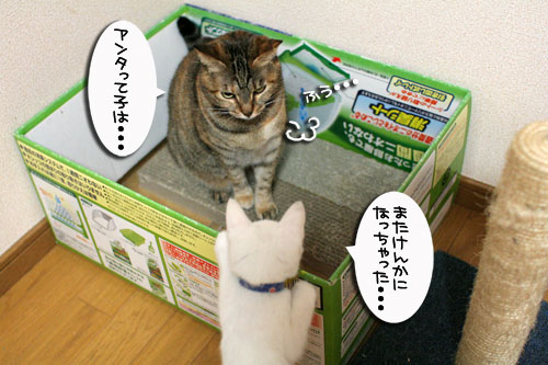 ちゃとらんパンチ炸裂!_d0355333_17014268.jpg