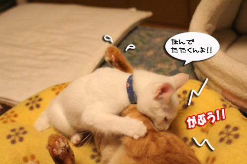 ちゃとらんパンチ炸裂!_d0355333_17014285.jpg