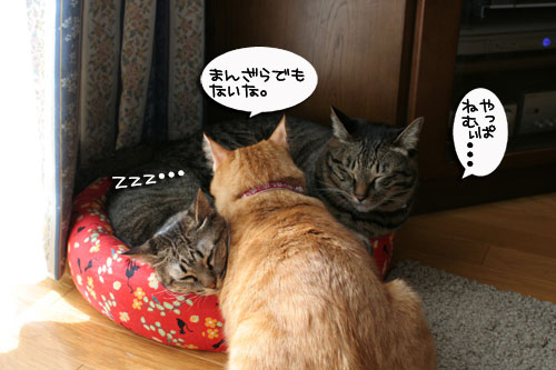 それはムリ!追記あり_d0355333_17014479.jpg