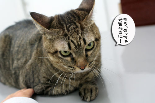 腹をくくれば_d0355333_17014624.jpg